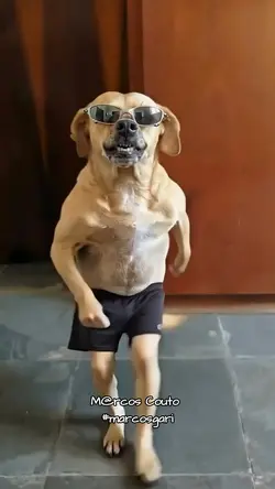 Cachorro dançando 