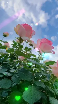 Trong Đôi Mắt Em