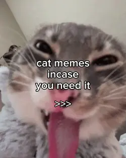 cat memes
