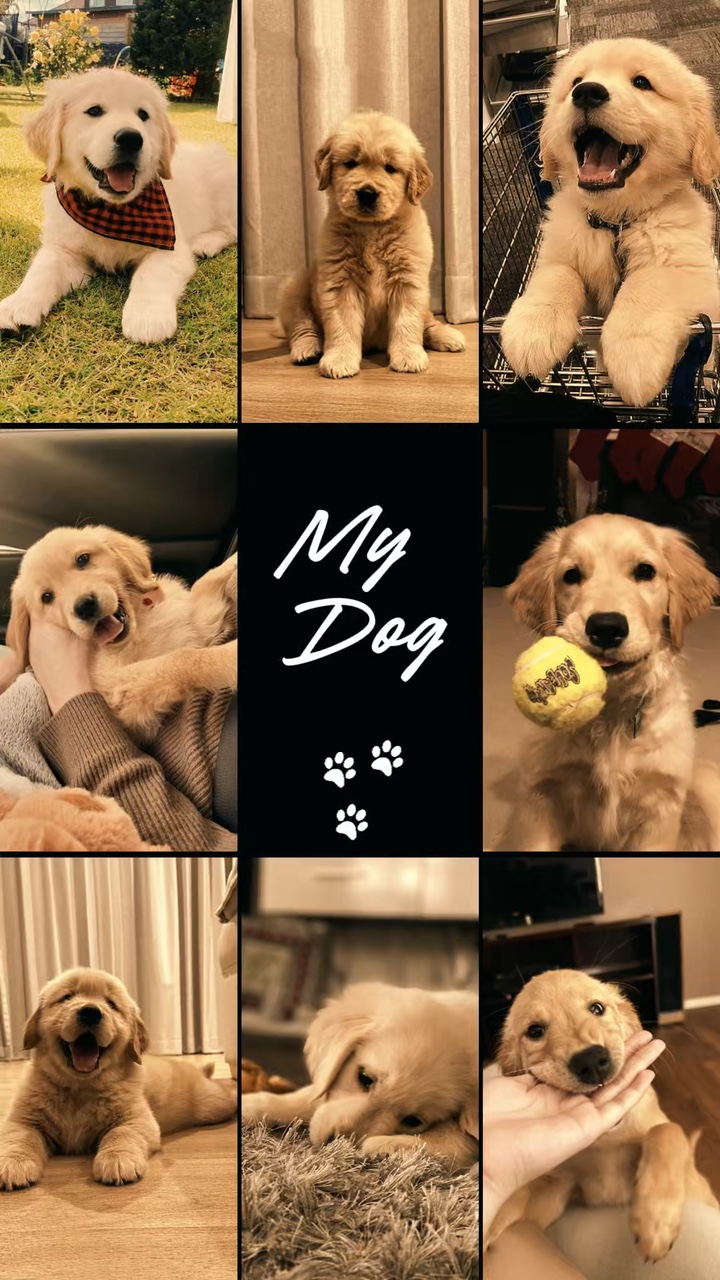 Mi Perro 
