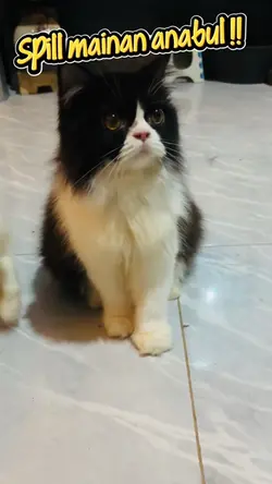 Anabul penjaga