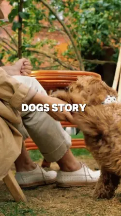 Dogs story