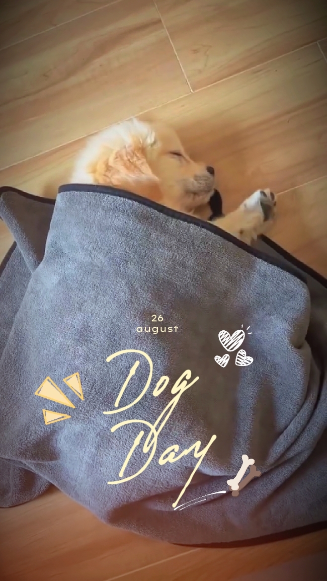 Día del perro