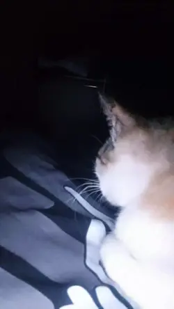 alagang pusa version