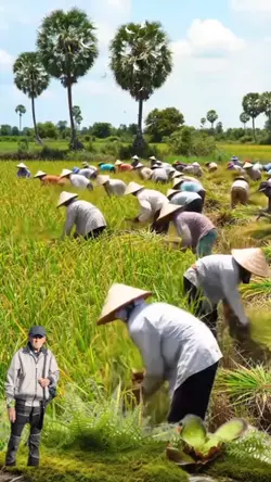 le mondine al lavoro