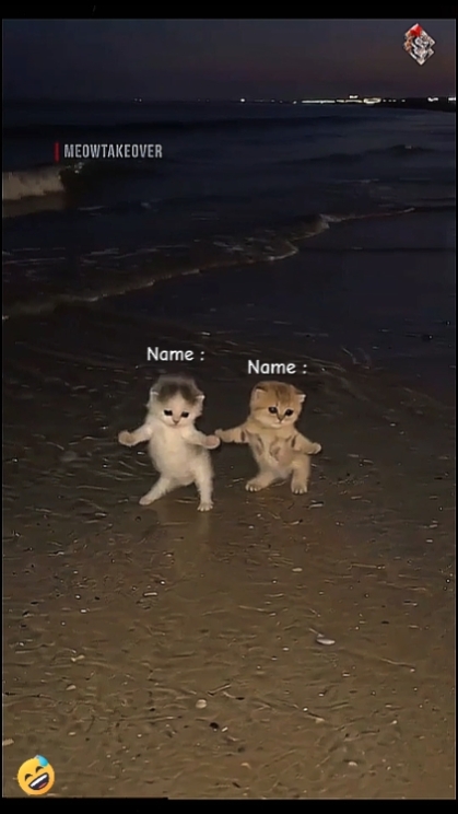 Süße Katze