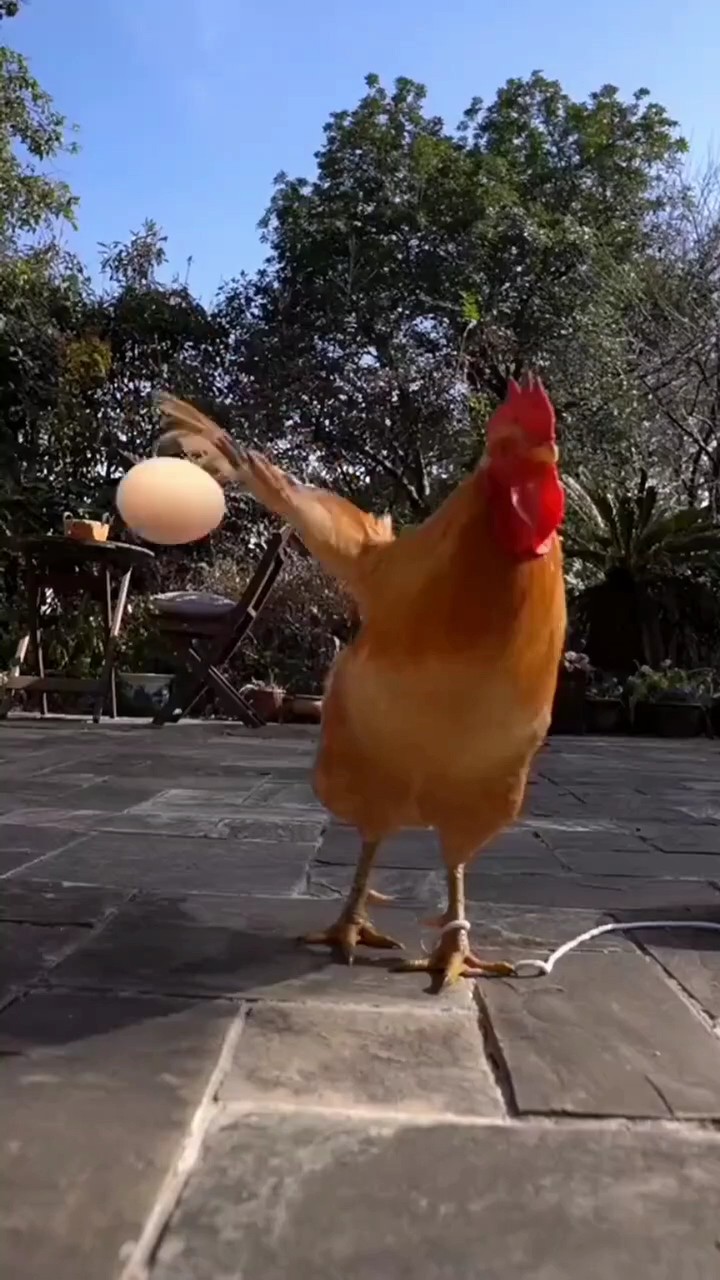 Ovo mágico