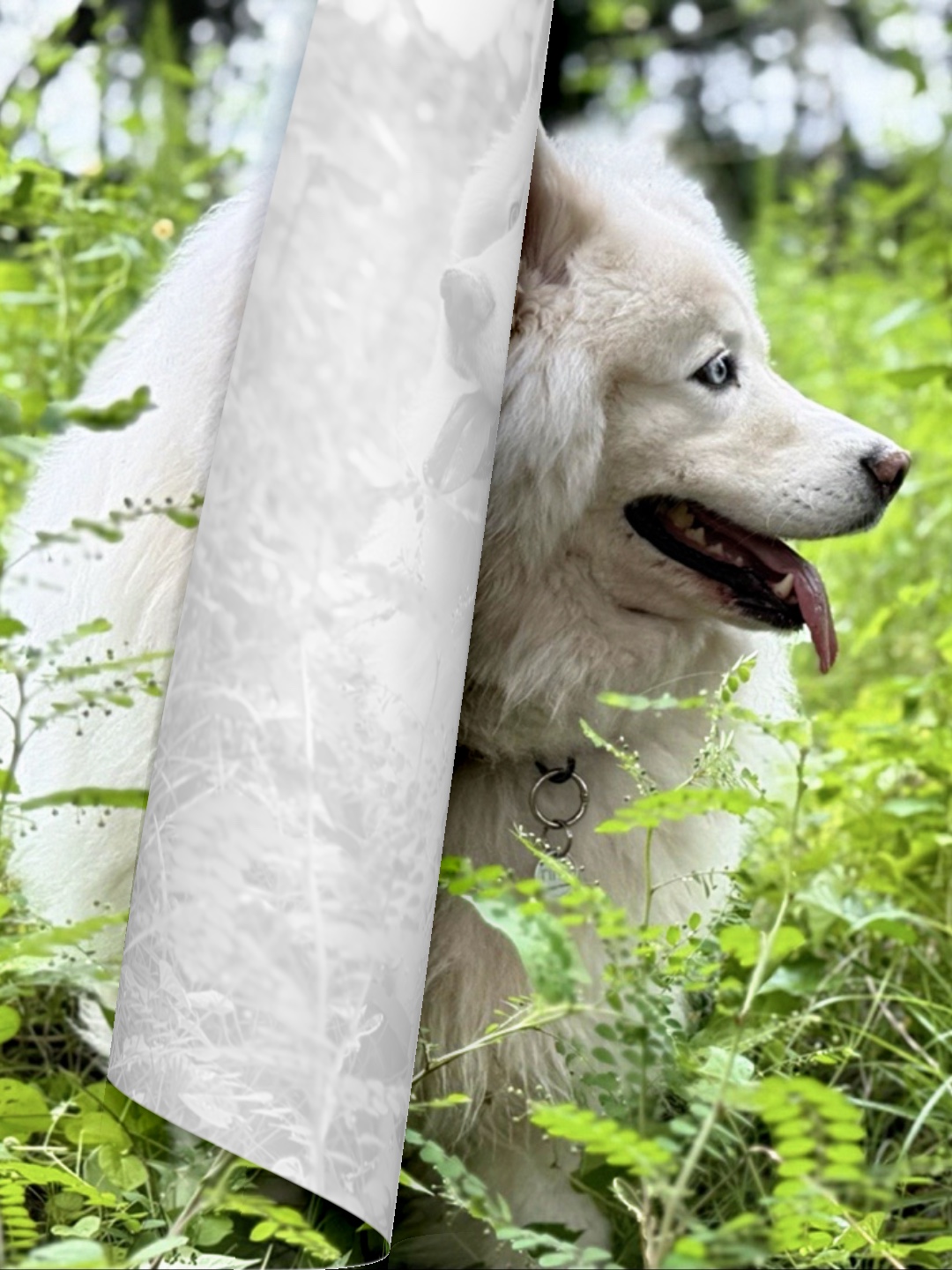 Montaje de fotos de perros 