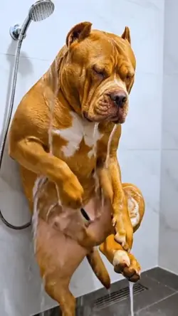 anjing lagi mandi 