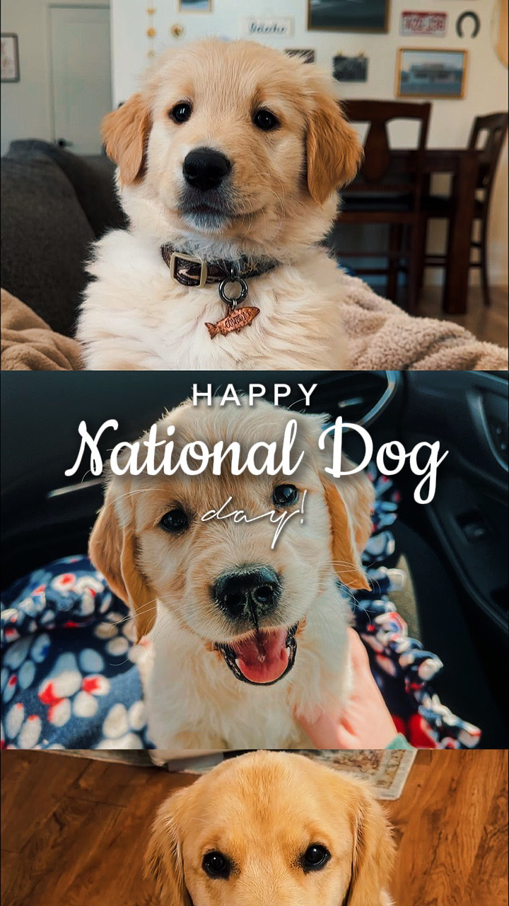 Nationaler Tag des Hundes