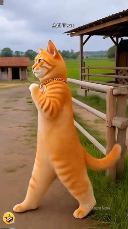Tanz Katze Trend