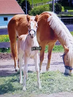 pit-bull