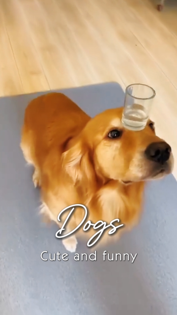 Perros Lindos Y Divertidos