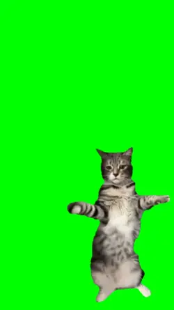 Cat dancing vibing