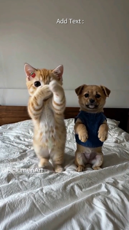 Funny Cat. 