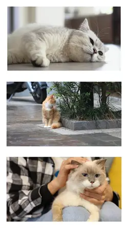 เจ้าแมวเหมียว 1