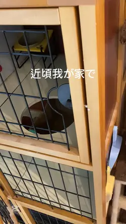 猫動画