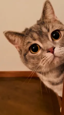 Cute cat 