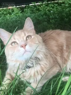 Minecraft cat