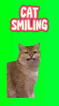 Cat smiling 
