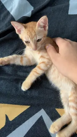 แมว 1วีดีโอ1รูป