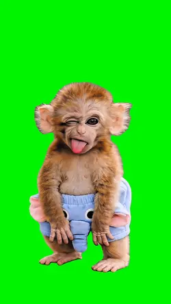 Funny Monkey 