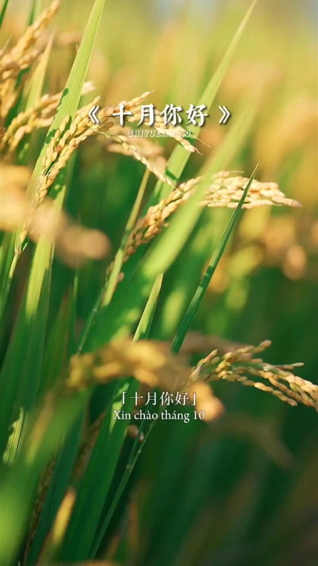 Xin chào tháng 10