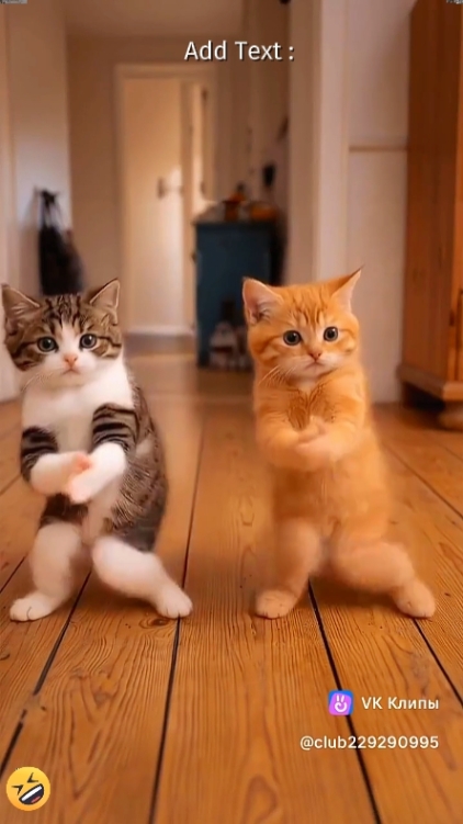 Lustige Katze