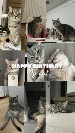 HPBD My Cat