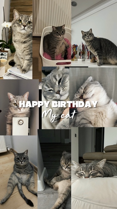 HPBD My Cat