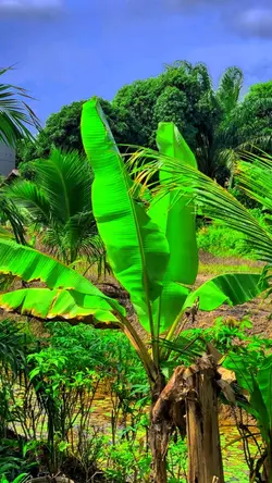 FILTER HD JERNIH 🔥🤙🏻