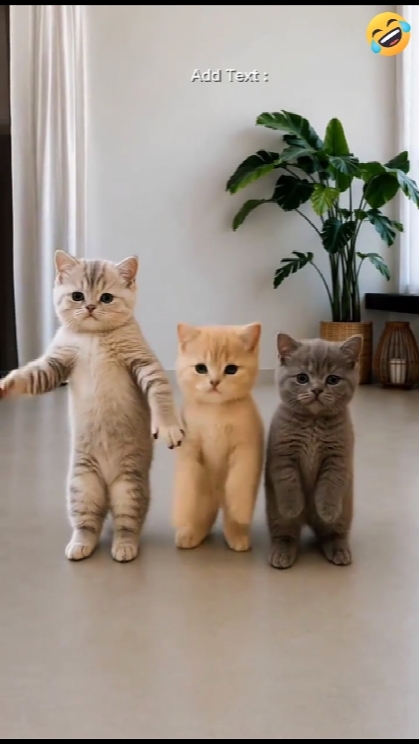 Dancing cat