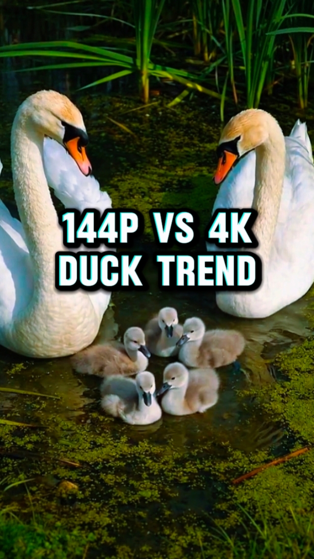 144p vs 4k trend