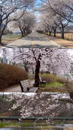 Sakura vlog