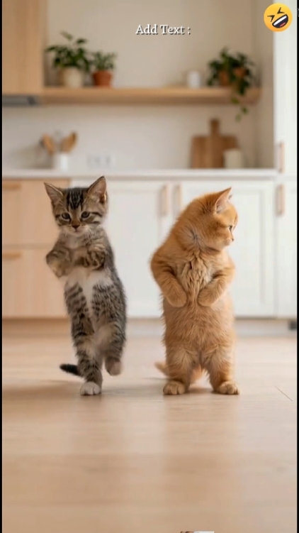 Cute Cat.. 