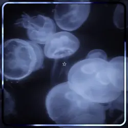 jellyfish aesthetic🪼