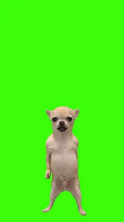 Cachorro/Dog.