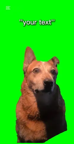 Scared dog meme
