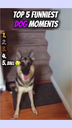 dog moment