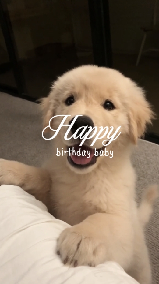 Cumpleaños de perro 