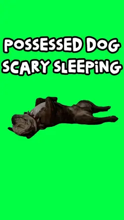 POSSESSED DOG SLEEPS
