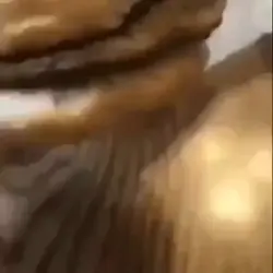 kitty's cheezeburger