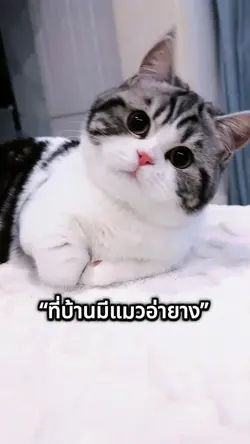 ที่บ้านมีแมววอะยางงง