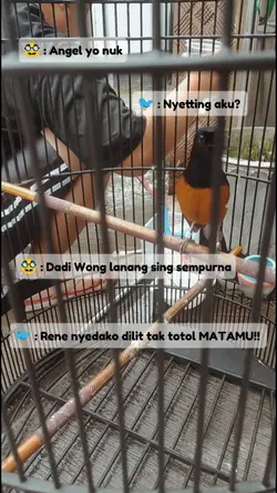 Manuk63-Omkumiskicau