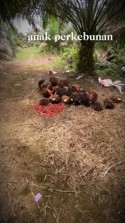 story sawit trending