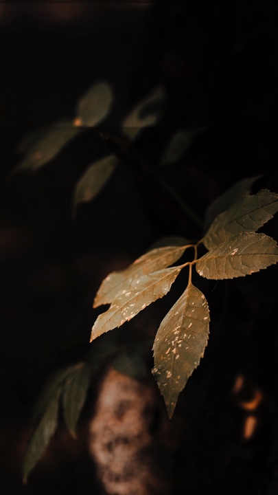 Cinematic Nature 