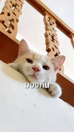 พอตาเรามองกัน…