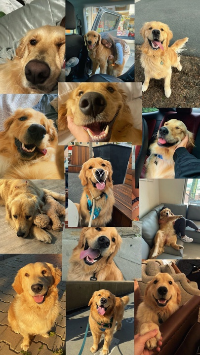 Mi perro