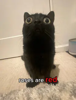 Roses are RED