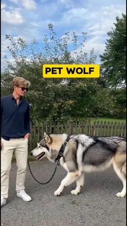 Pet wolf 